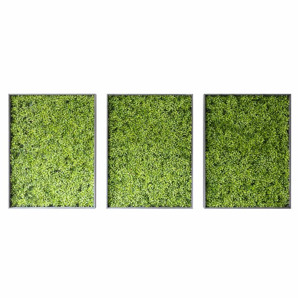 Trittico di quadri rettangolari con bosso verde monocromatico