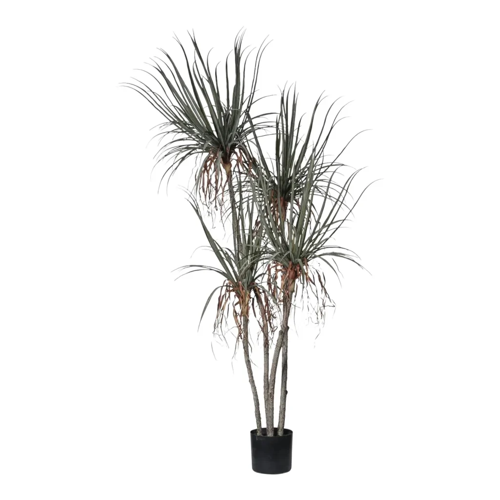 Immagine del prodotto: Pianta dracena effetto secco
