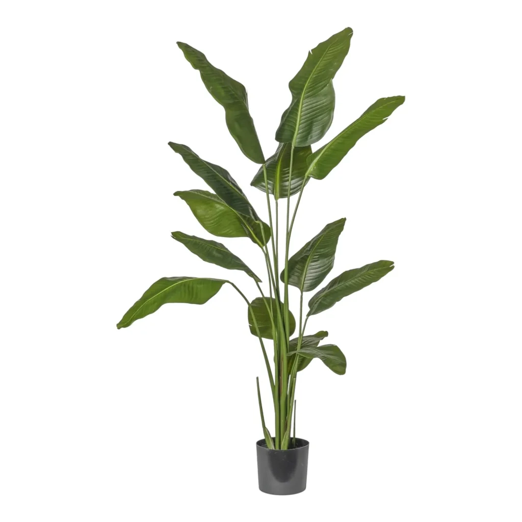 Immagine del prodotto: Pianta strelitzia tropicale foglie larghe