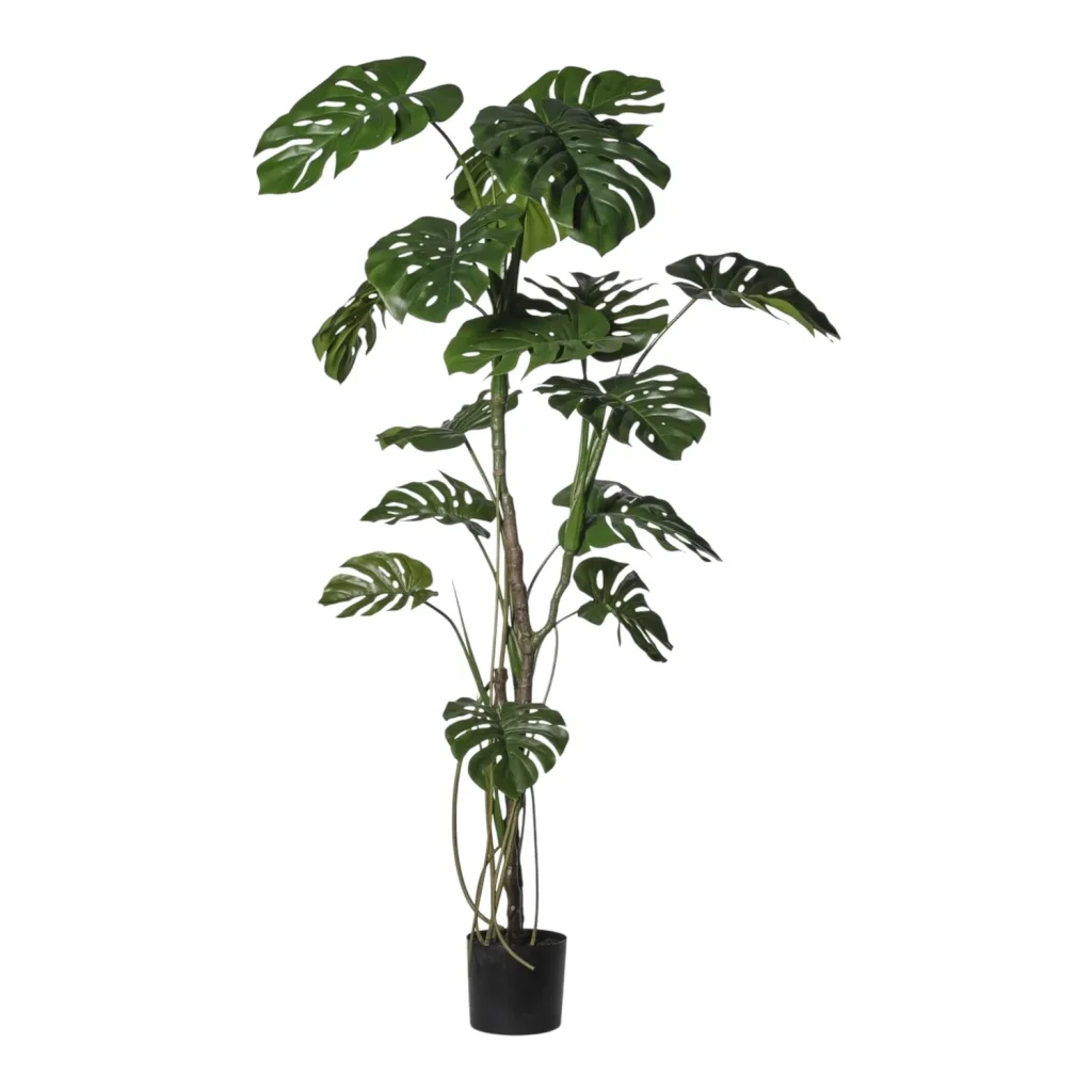 Immagine del prodotto: Pianta Monstera tropicale foglie larghe