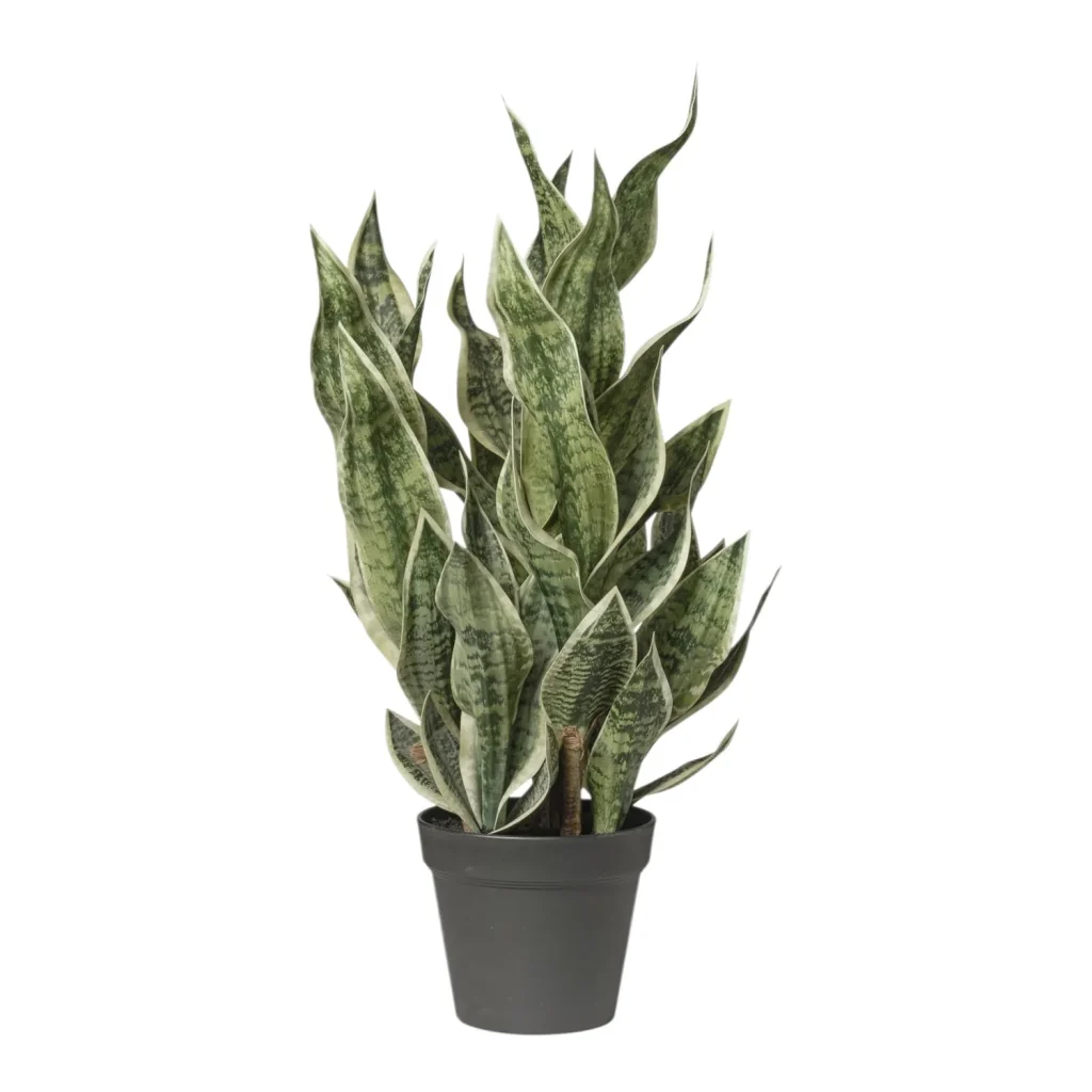 Immagine del prodotto: Sanseveria artificiale verde