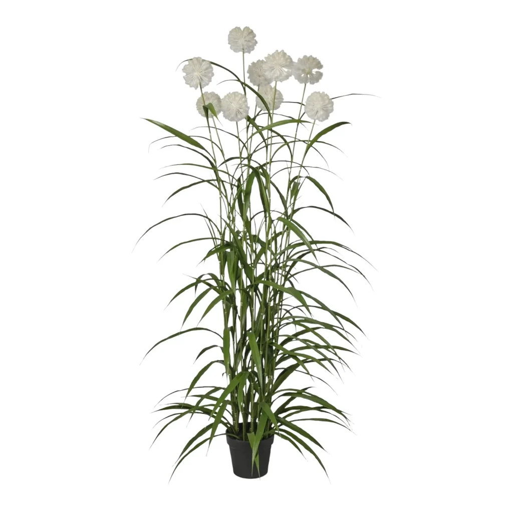 Immagine del prodotto: Agapanthus Erba decorativa con fiori