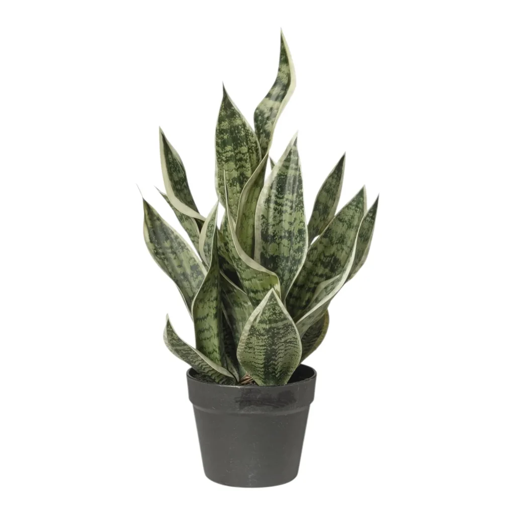 Immagine del prodotto: Sanseveria artificiale alta