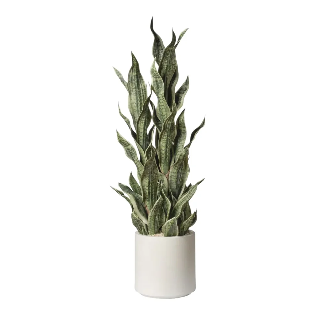 Immagine del prodotto: Sansevieria artificiale vaso